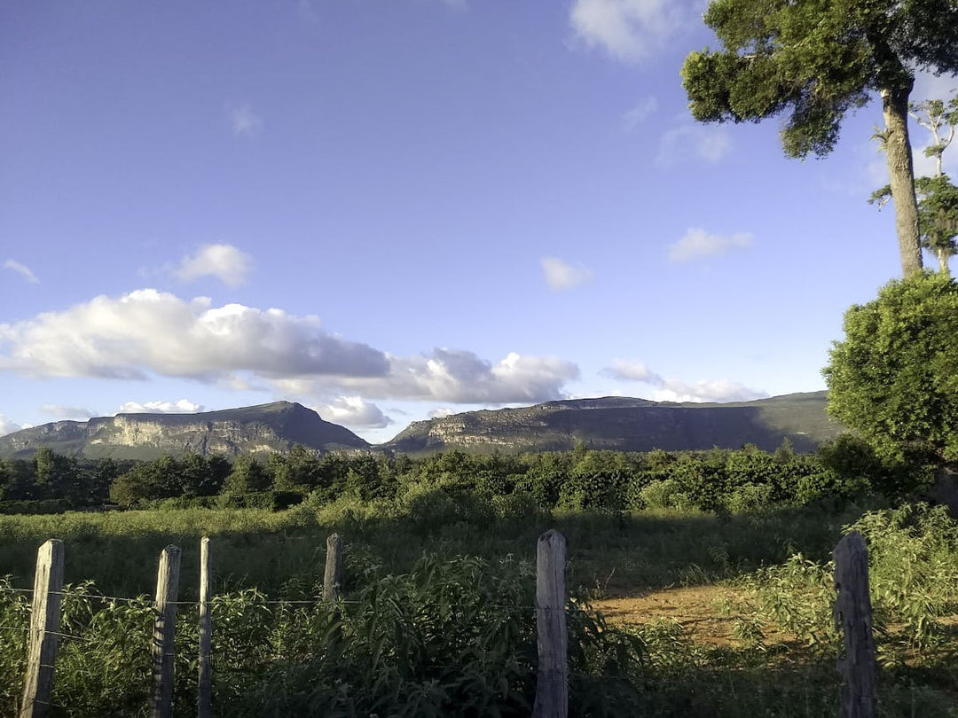 Biodynamic: The OG of Regenerative Agriculture - Biodynamic Coffee