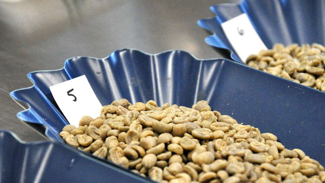 Decaf Myths Busted: The Real Story Behind Clean, Premium Decaf Coffee - Biodynamic Coffee