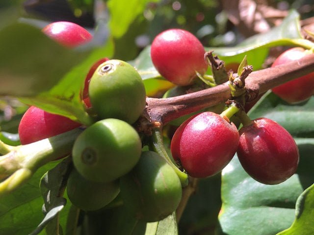 Delivering Mold-Free Coffee from Farm to Cup - Biodynamic Coffee