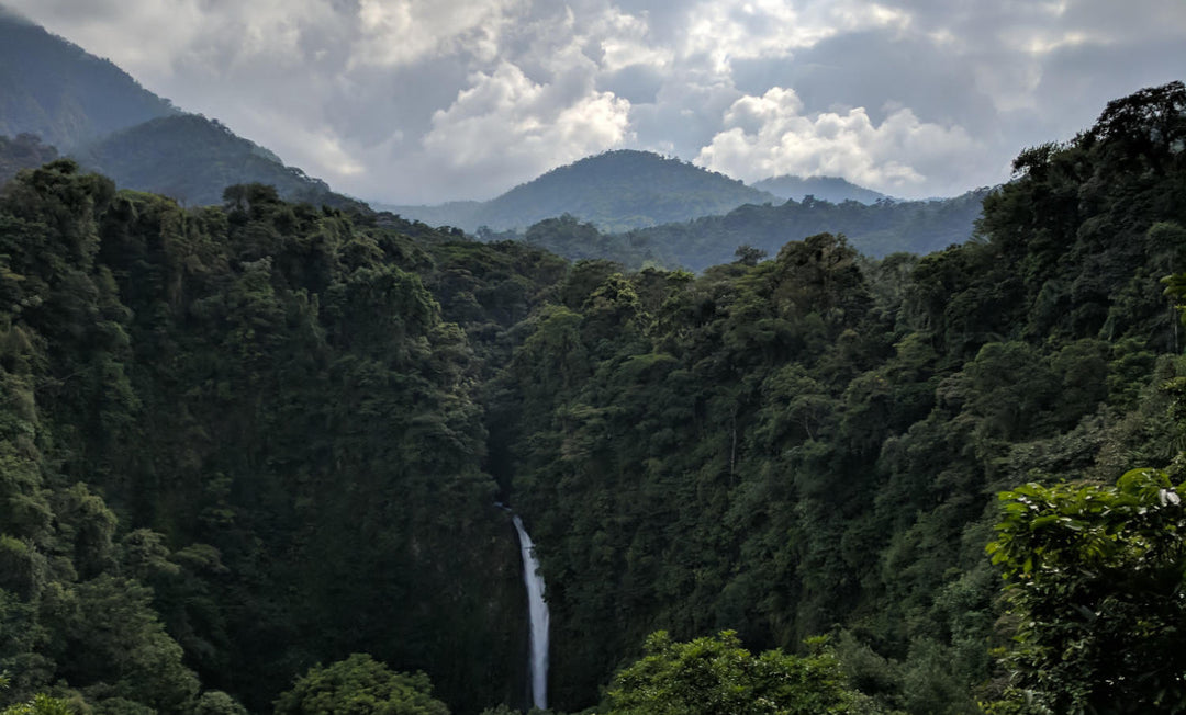 Shade-Grown Coffee: The Secret to Better Flavor & a Healthier Planet - Biodynamic Coffee