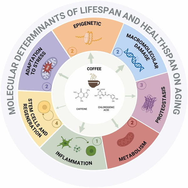 The Anti-Aging Benefits of Coffee: Scientific Evidence Behind Your Morning Brew - Biodynamic Coffee