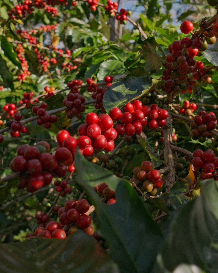 Biodynamic® Green Coffee - 907g - Biodynamic Coffee