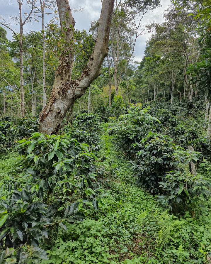 Biodynamic® Green Coffee - 907g - Biodynamic Coffee