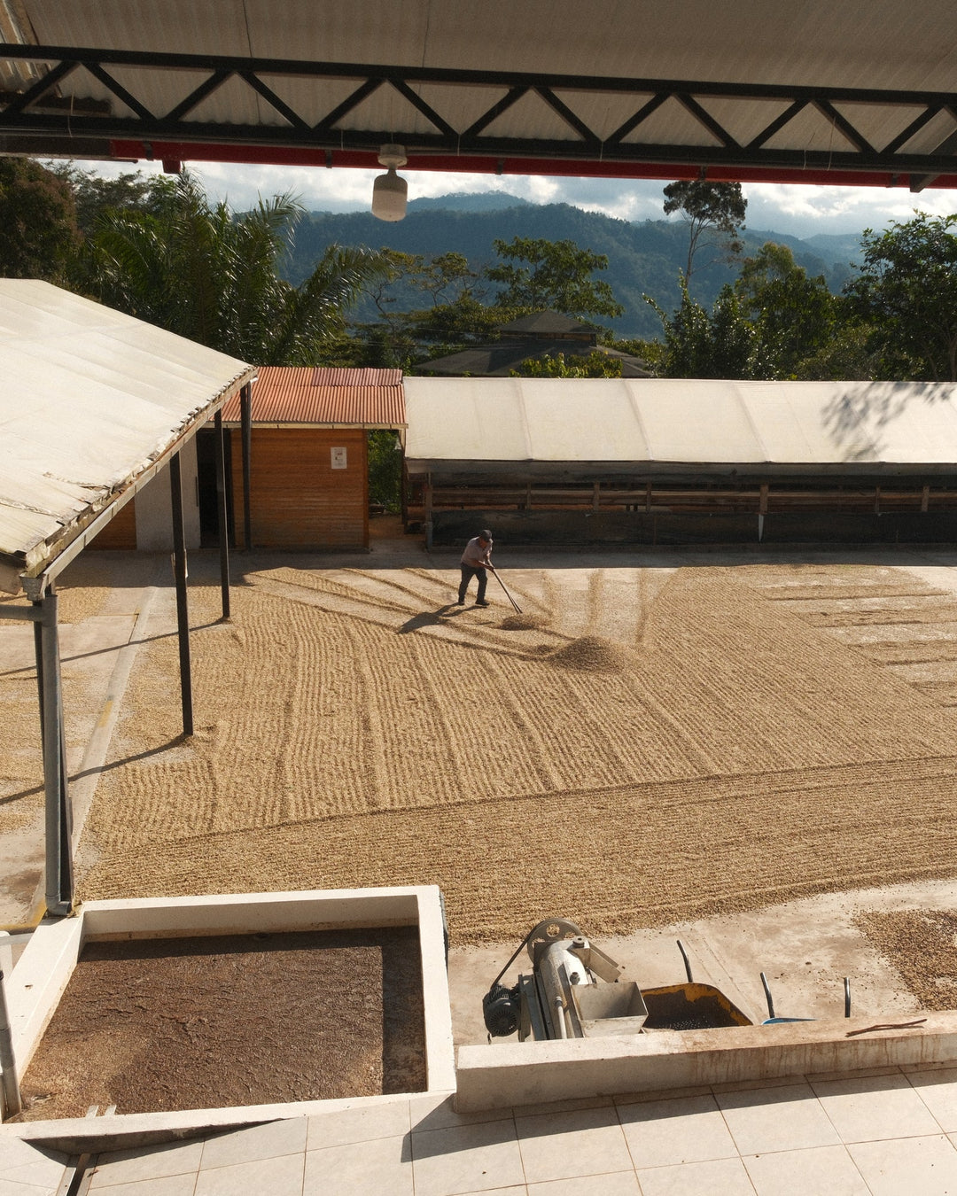 Biodynamic® Green Coffee - 907g - Biodynamic Coffee