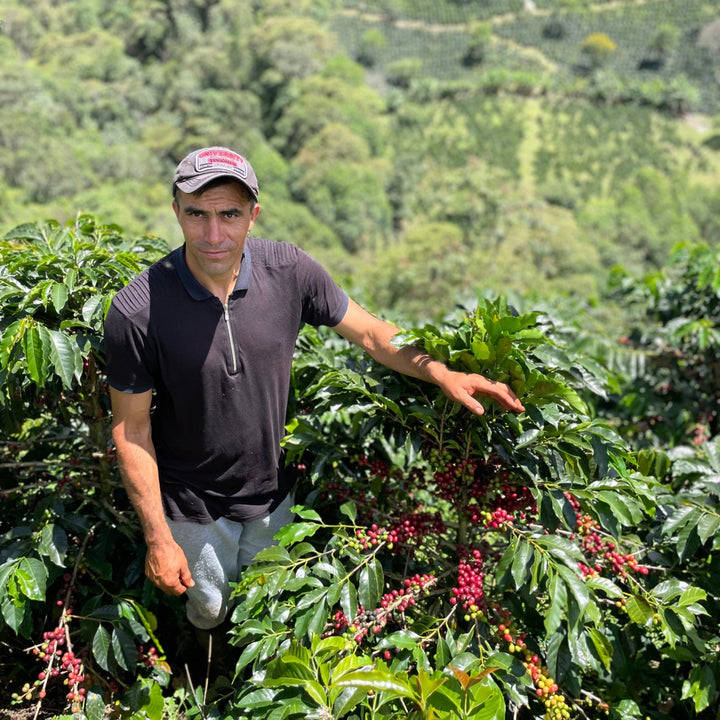 Montañas de Colombia, Limited Edition - Biodynamic Coffee